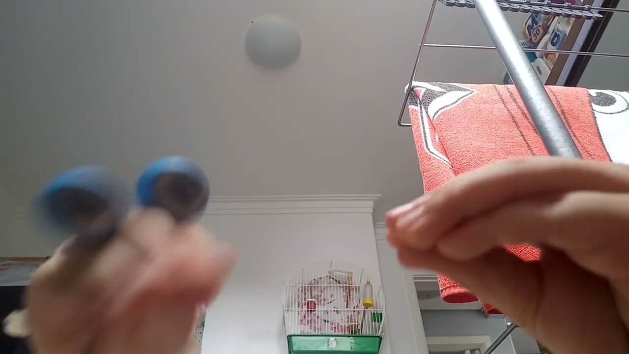 SC movie: the Last diving beetle snack [REUPLOADED]