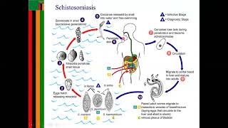 schistosomiasis (LIFE CYCLE)