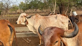 Vaca gyr se nos recupero gracias a Dios 