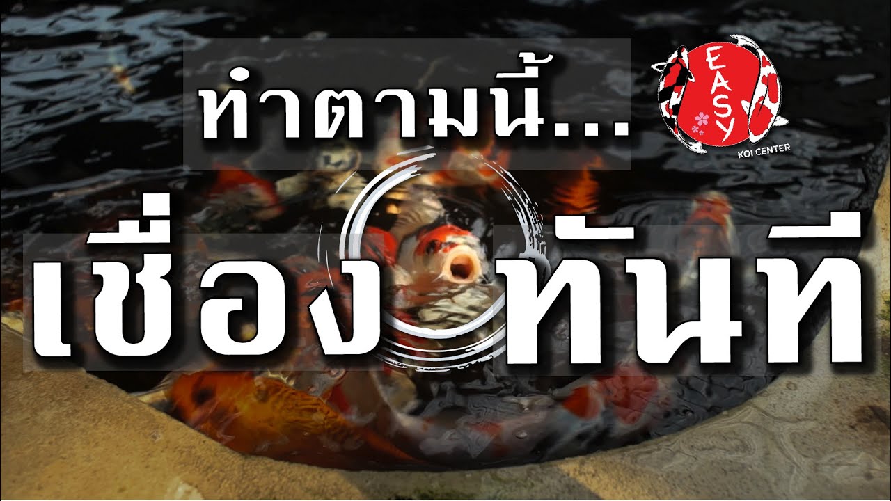 เทคนิคเลี้ยงปลาคาร์ฟให้เชื่องสไตล์อีซี่ๆ