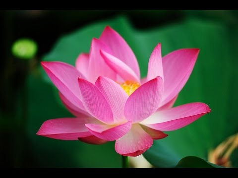 lotus flower nelumbo nucifera in pond water youtube