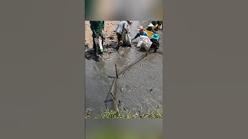 Thu Hoạch Tôm Càng Xanh SIÊU TO KHỔNG LỒ #shorts