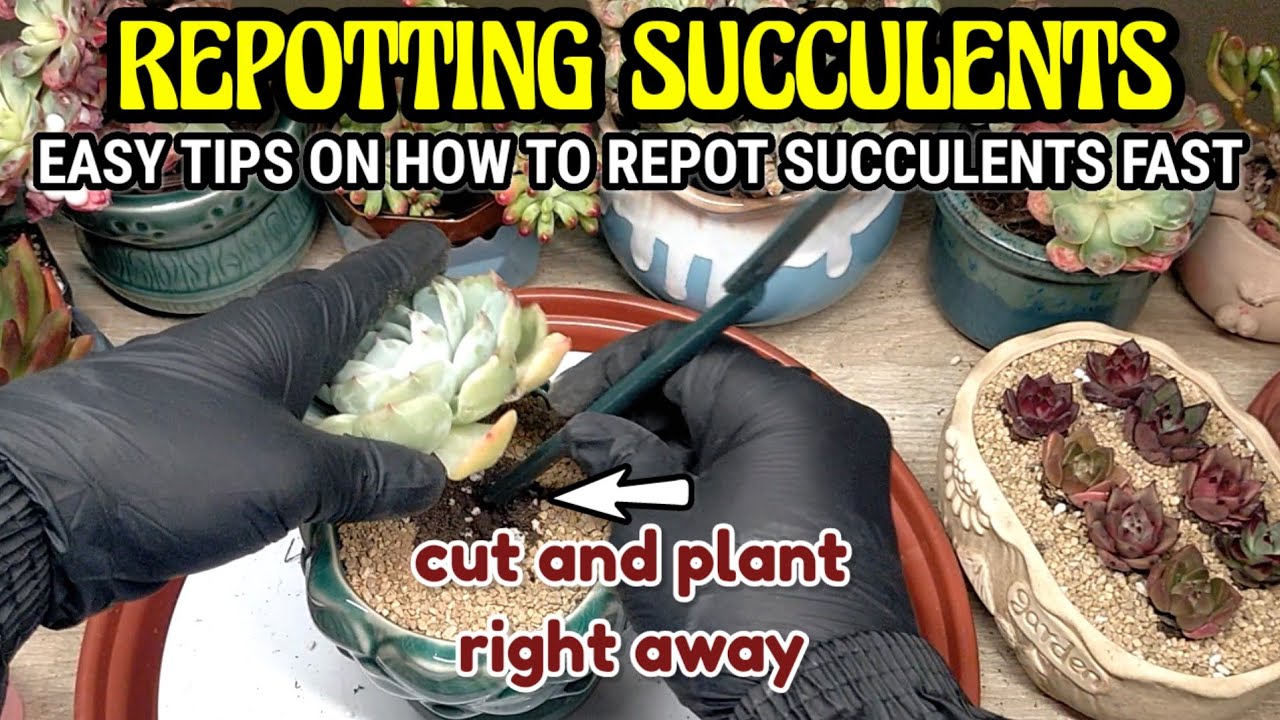 REPOTTING SUCCULENTS TIPS || How to easily repot your Succulents ...