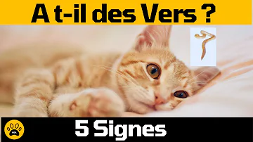 Comment savoir si mon chat s'est fait piquer ?