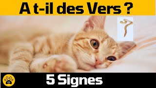 Comment Savoir si mon chat a des vers  Découvrez 5 vrais signes