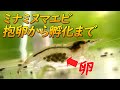 ミナミヌマエビの繁殖【抱卵から稚エビが誕生（卵が孵化）するまでの管理】