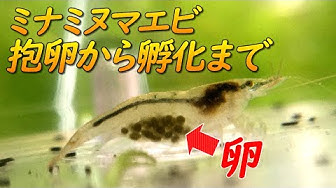 ミナミヌマエビ Youtube