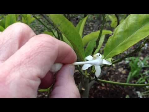 Video: Wat is een mini bougainvillea – Miniatuur bougainvillea's in de tuin kweken