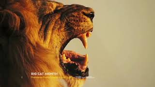 #BigCatMonth Sundays at 18:00  CAT