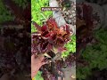 Purple lettuce care and growth lush green plants of springs #planttalk #youtubeshorts #hydroponics