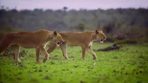 لمن يبحث عن راحة البال يجدها هنا. مع القارئ حمزة بوديب 🍀