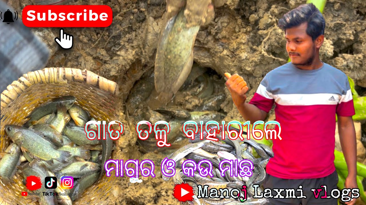 ମାଟି ତଳୁ ବାହାରୀଲେ ମାଗୁର ଓ କଉ ମାଛ👨🏾‍🍳#odisha #village #fishing #trending #odiavlogs 