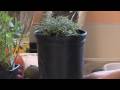 Gardening Lessons : How to Grow Herbs Indoors