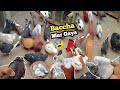 Pigeons expire 😭 Patti wale kabutaron ka baccha Mar Gaya 😰