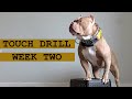 Training my 1year old pocket american bully  week 2  the touch drill dog  dogtraining