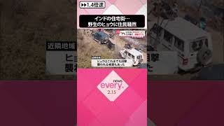 【まさか】住宅街に“野生のヒョウ”…住民を追い回し騒然　捕獲の行方は？　インド  #shorts