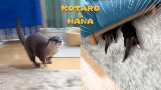 カワウソコタローとハナ　一緒にズサーッ！ヘッドスライディング運動会　Otter Kotaro&Hana Head First Sliding Together
