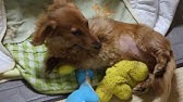 ミニチュアダックス 生まれたての赤ちゃん Puppy Youtube