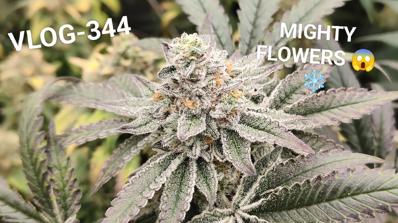 Keep Those Good Genetics Running, For The Winn, BAM, VLOG NR 344