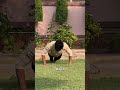 Push-Up Combo You MUST Learn (Level Up Fast) ✅ #shorts