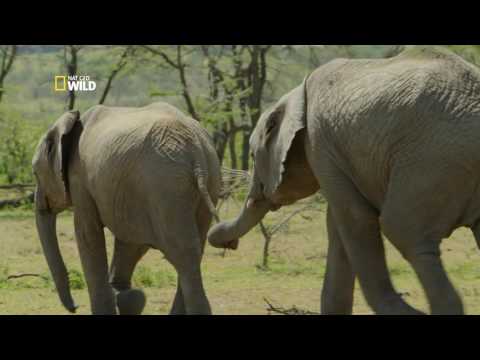 Клип посветен на слоновете  | National Geographic Bulgaria