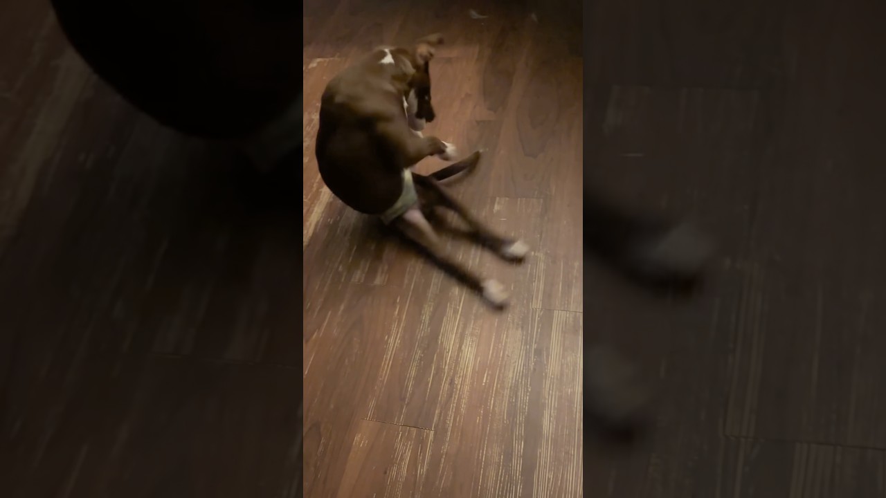 Dude the Paralyzed Puppy chases his tail