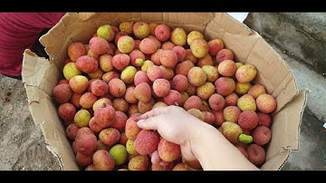 Giá Vải U Hồng Lục Ngạn Đẹp Trên 30K Mà Khó Mua I Luc Ngan Lychee I Núi Đồi Lục Ngạn