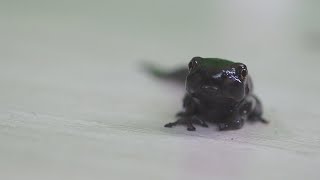 カエルの赤ちゃんを観察したらかわいかった          Baby frogs are adorable. by ぴよのカエルch 18,554 views 6 days ago 53 seconds