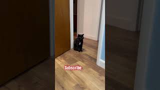 Download Lagu Always watching ￼ MP3