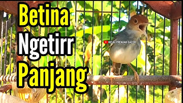 PRENJAK BETINA Gacor Ngetir Panjang Istimewa Suara Jernih Menggoda JANTAN, Cocok buat MASTERAN.