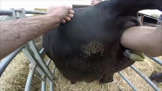 Breech calving