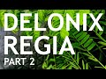 Delonix Regia Part 2