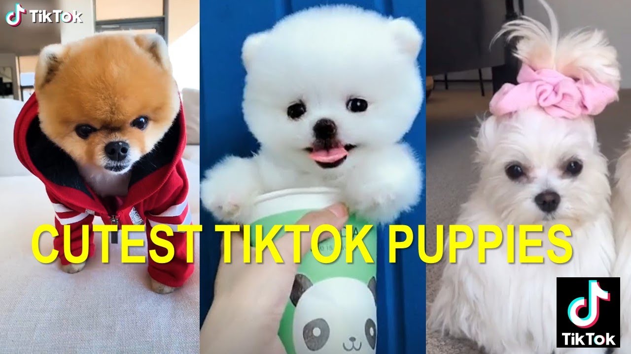 🐕 Cutest Tiktok Dogs Compilation 🐕 YouTube