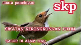 SUARA BURUNG SIKATAN RIMBA DADA COKLAT