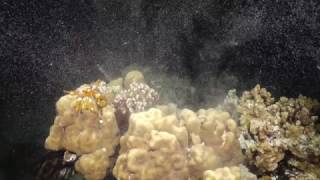 Rebecca Albright: Coral Reproduction | California Academy of Sciences