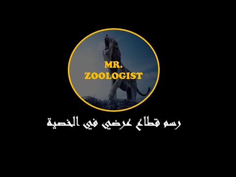 رسم قطاع عرضي في الخصية