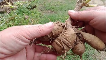 Cách Trồng Củ Hoa Thược Dược Khi Bạn Mới Trồng Lần Đầu