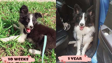 OUR PUPPY GROWING UP / Border Collie Puppy 10 Weeks to a Year