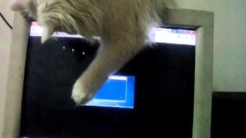 Funny cat chasing Mouse Cursor