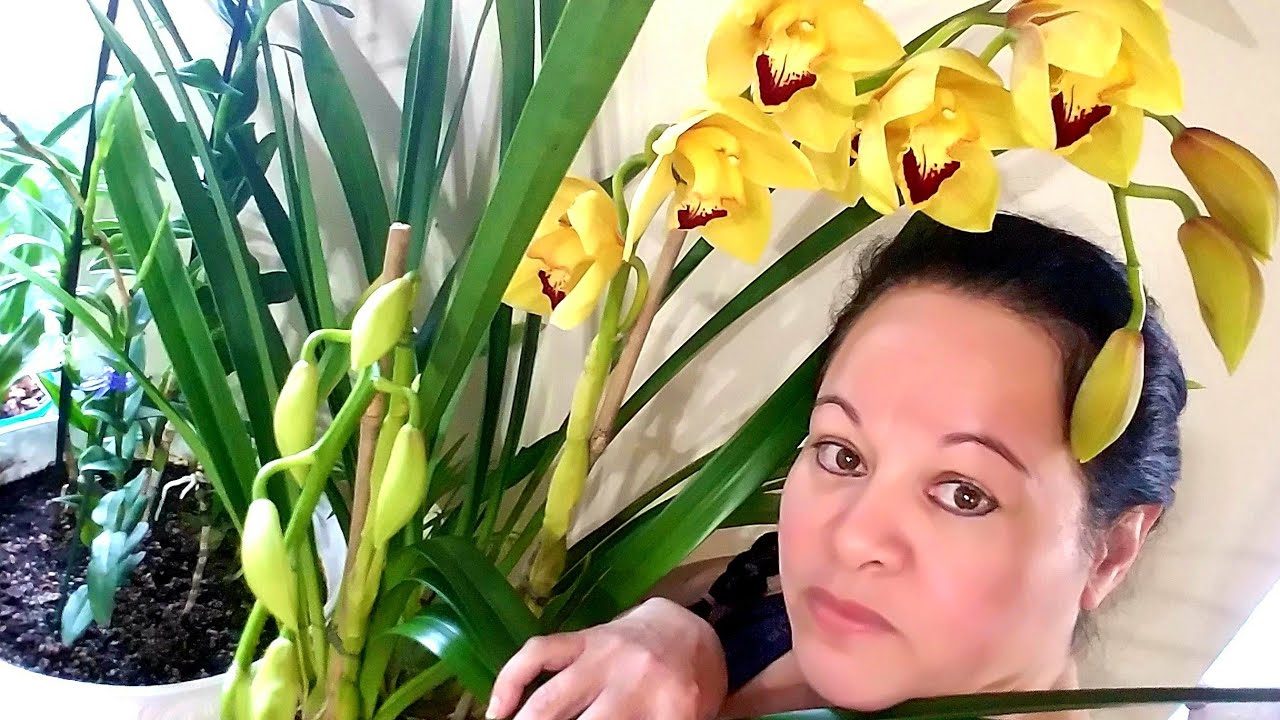 Orquídeas Cymbidiums ¿Como hago para que florezcan otra vez? ║Orquídeas en  el mundo - YouTube