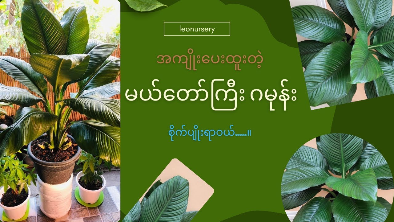 မယ်တော်ကြီးဂမုန်း