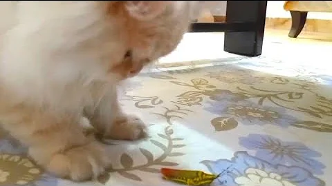Video 11760381: persian cat stray, persian kitten playing, persian cat funny, cute funny persian cats, kitten hunting