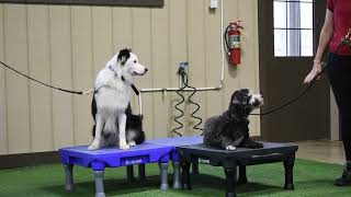 Obedience Training at PawsCienda Pet Resort