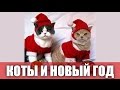 Коты и Новый Год