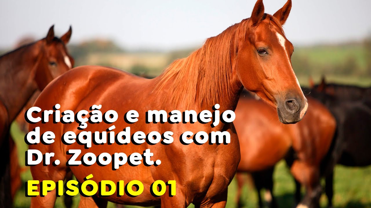 Criação e manejo de equídeos com Dr. Zoopet – Ep. 1