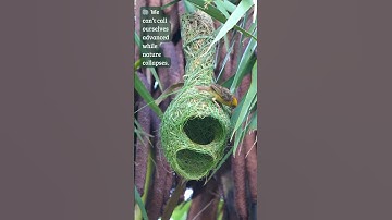 Tailor of the Wind: Nesting with Precision 🧵🌬️#weavers #birdnest #nestbuilding