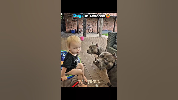 Dog Protection...💀💀 #troll #trollface #edit
