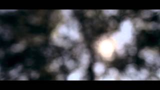 Aperture f1.4 - Sun Through the Trees