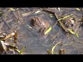 Recreating wetland-stream complexes in urban watersheds