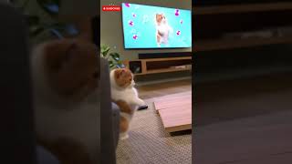 What Are You Doing Fat Cat